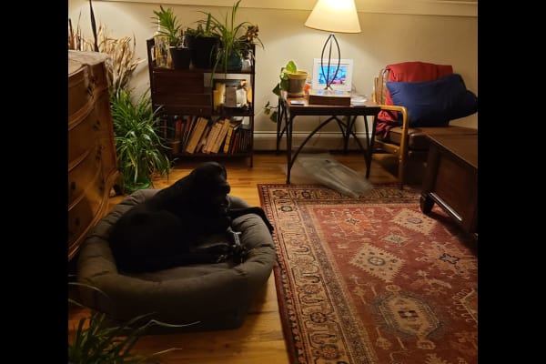 House sit in Frisco, CO, US