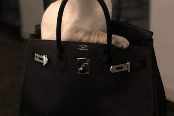 House sit in Scottsdale, AZ, US