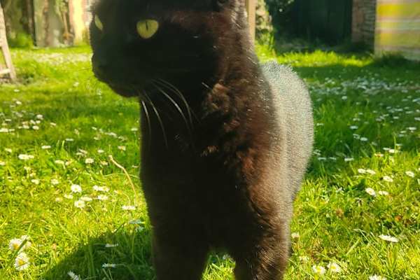 House sit in Barnstaple, United Kingdom