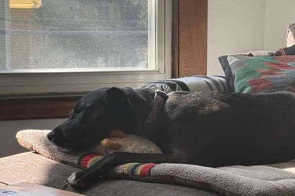 House sit in New Haven, CT, US
