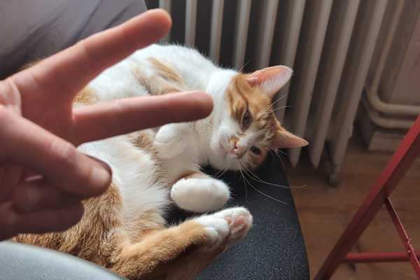 House sit in Berlin, Germany