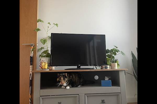 House sit in Manchester, United Kingdom