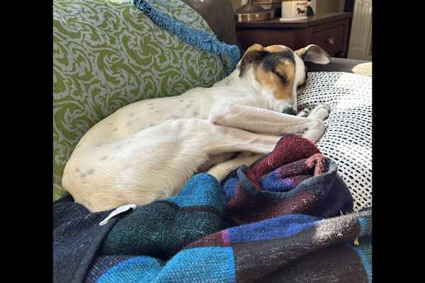 House sit in Portland, ME, US