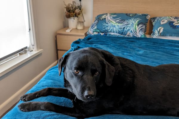 House sit in Melbourne, VIC, Australia