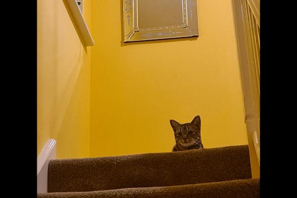 House sit in Aylesbury, United Kingdom