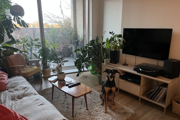 House sit in London, United Kingdom