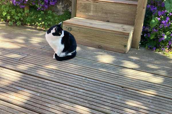 House sit in Carisbrooke, United Kingdom