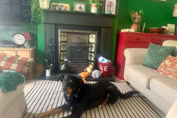 House sit in Honiton, United Kingdom