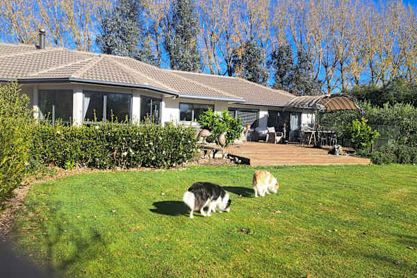 House sit in Masterton, New Zealand