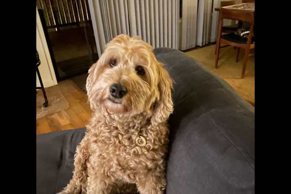 House sit in Aptos, CA, US
