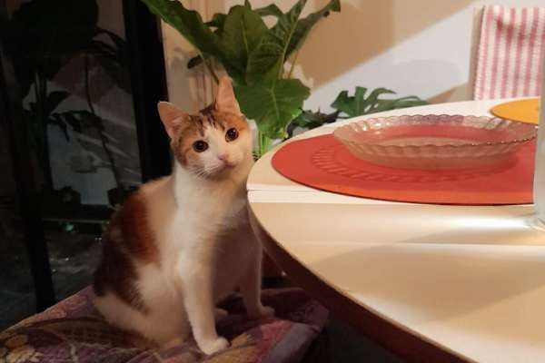 House sit in Buenos Aires, Argentina