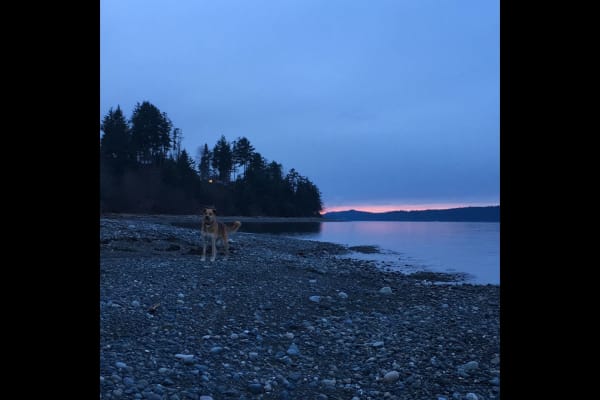 House sit in Bowser, BC, Canada