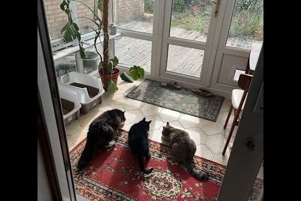 House sit in Stonehouse, United Kingdom