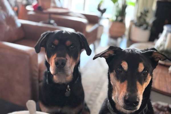 House sit in Nicholasville, KY, US