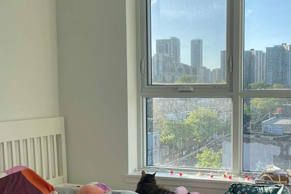 House sit in Toronto, ON, Canada