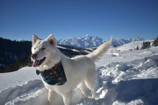 House sit in Jackson, WY, US