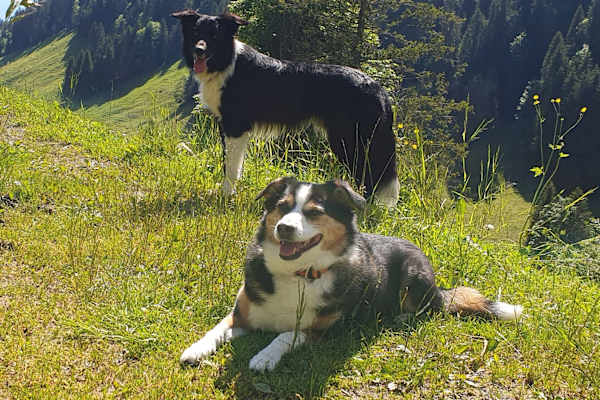 House sit in Matten, Switzerland