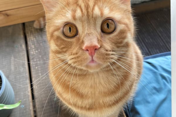 House sit in London, United Kingdom