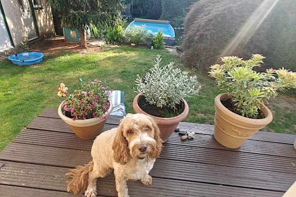 House sit in London, United Kingdom