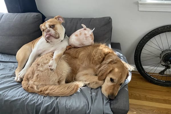 House sit in Mons, Belgium