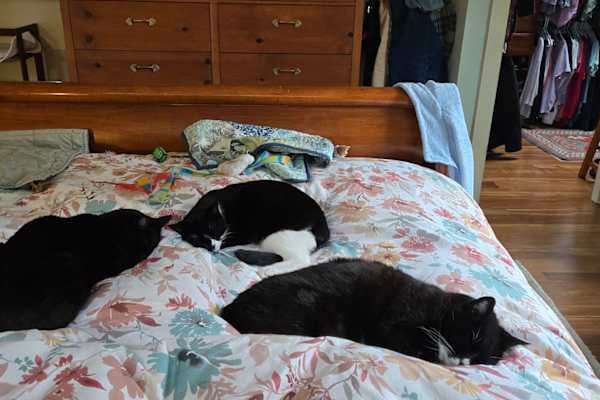 House sit in Capitola, CA, US