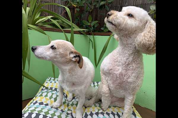 House sit in Drysdale, VIC, Australia