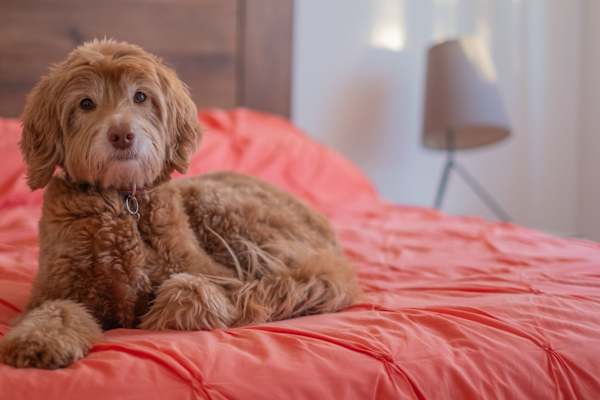 House sit in Rome, Italy