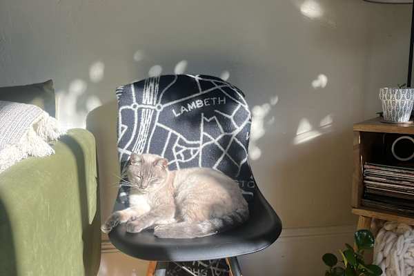 House sit in San Francisco, CA, US