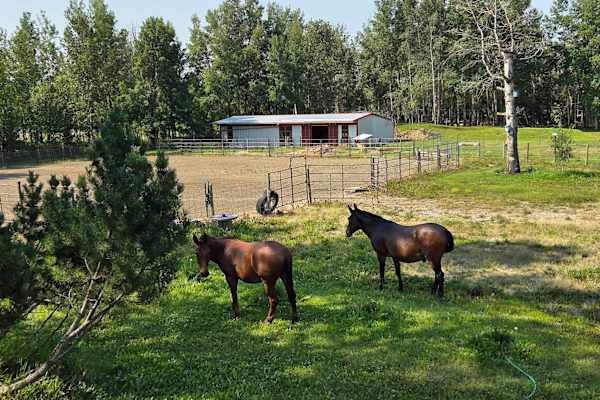 House sit in Sundre, AB, Canada