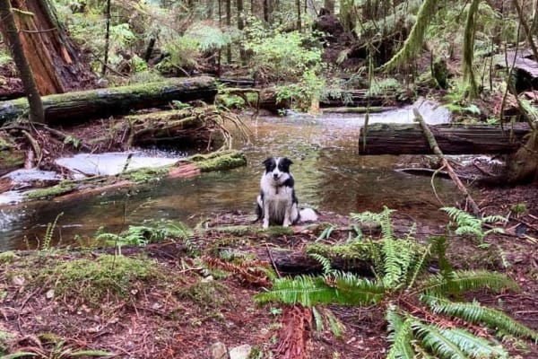 House sit in Halfmoon Bay, BC, Canada