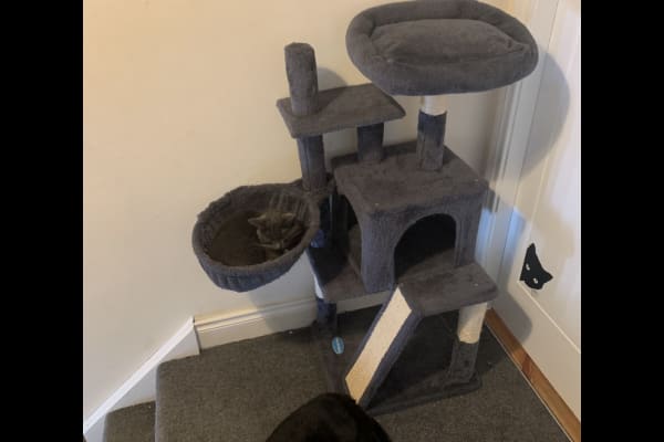 House sit in Cork, Ireland