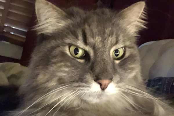 House sit in Mullumbimby, NSW, Australia