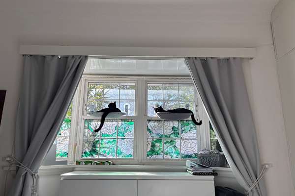 House sit in Sydney, NSW, Australia