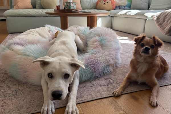 House sit in Los Angeles, CA, US
