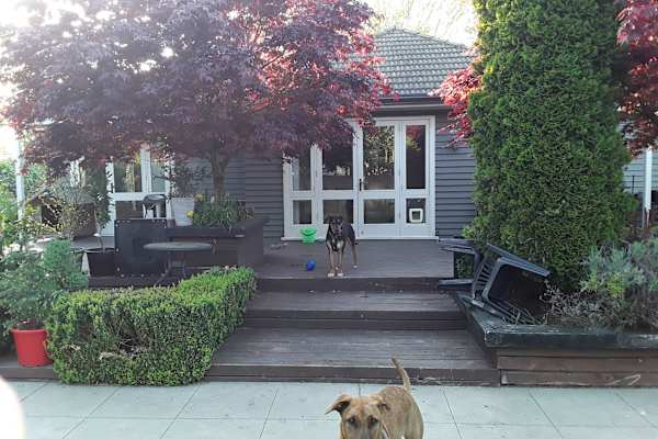 House sit in Christchurch, New Zealand