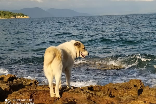 House sit in Chalkída, Greece