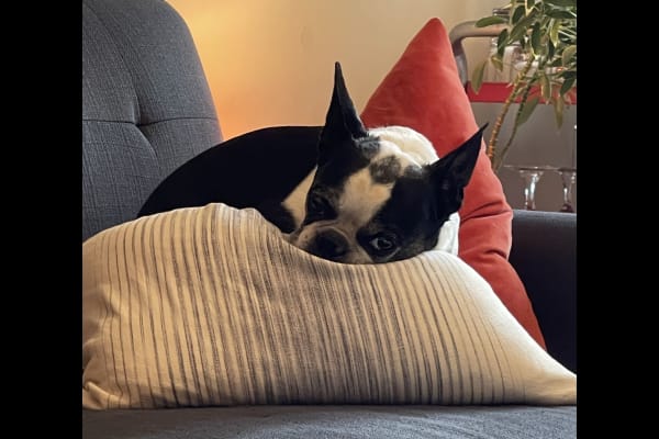 House sit in Chicago, IL, US