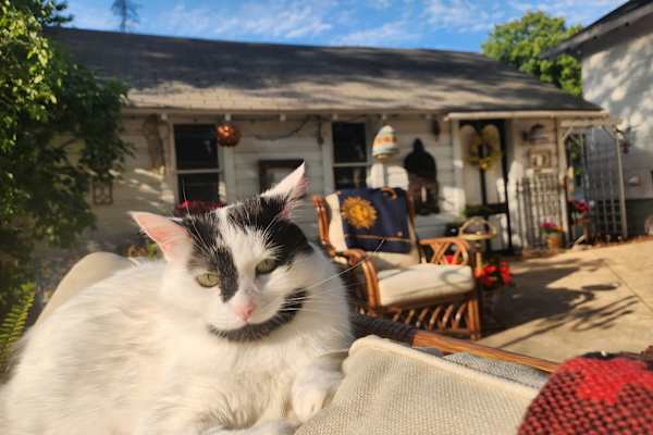 House sit in Green Bay, WI, US