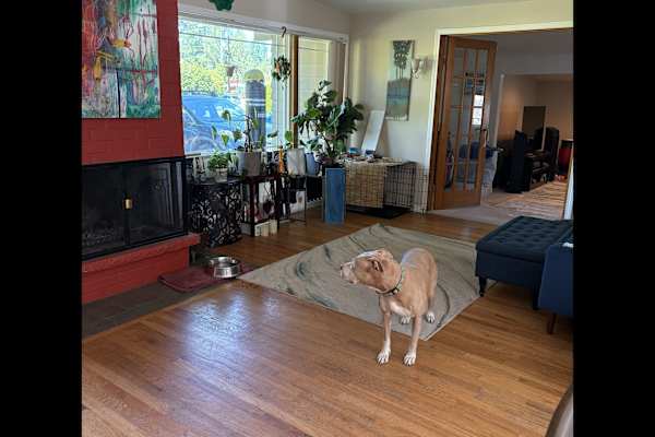 House sit in Bellevue, WA, US