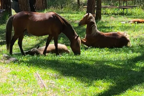 House sit in Roswell, NM, US