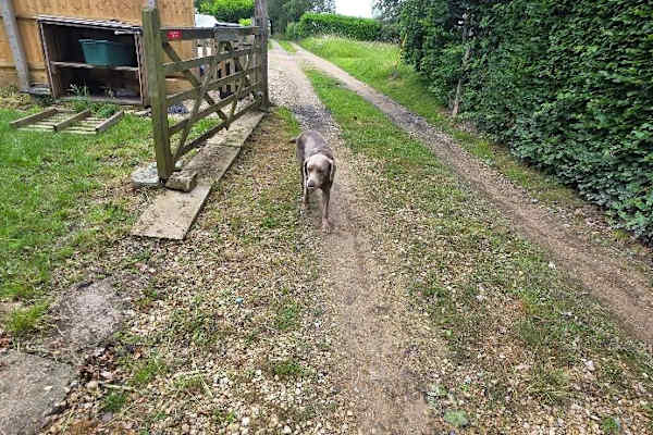 House sit in Castle Cary, United Kingdom