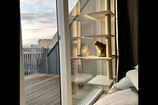 House sit in Copenhagen, Denmark