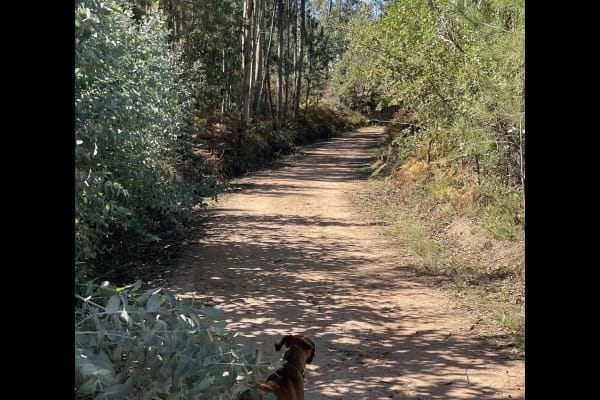 House sit in Espinhal, Portugal