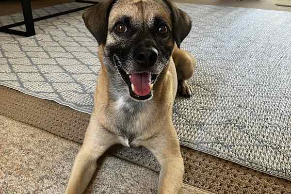 House sit in Mandurah, WA, Australia