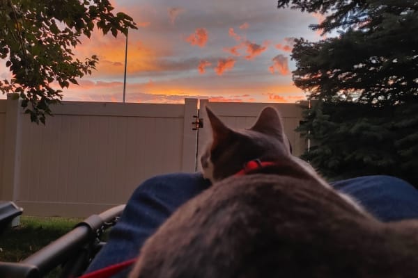 House sit in Calgary, AB, Canada