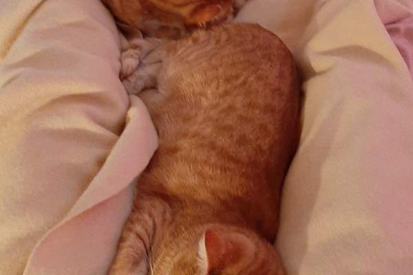 House sit in Auckland, New Zealand