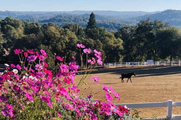 House sit in Auburn, CA, US