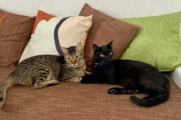 House sit in Playa del Carmen, Mexico