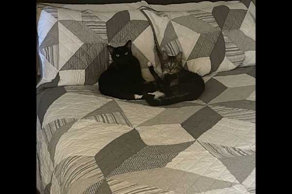 House sit in Eagle, ID, US