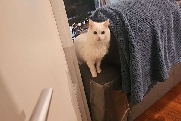 House sit in Melbourne, VIC, Australia